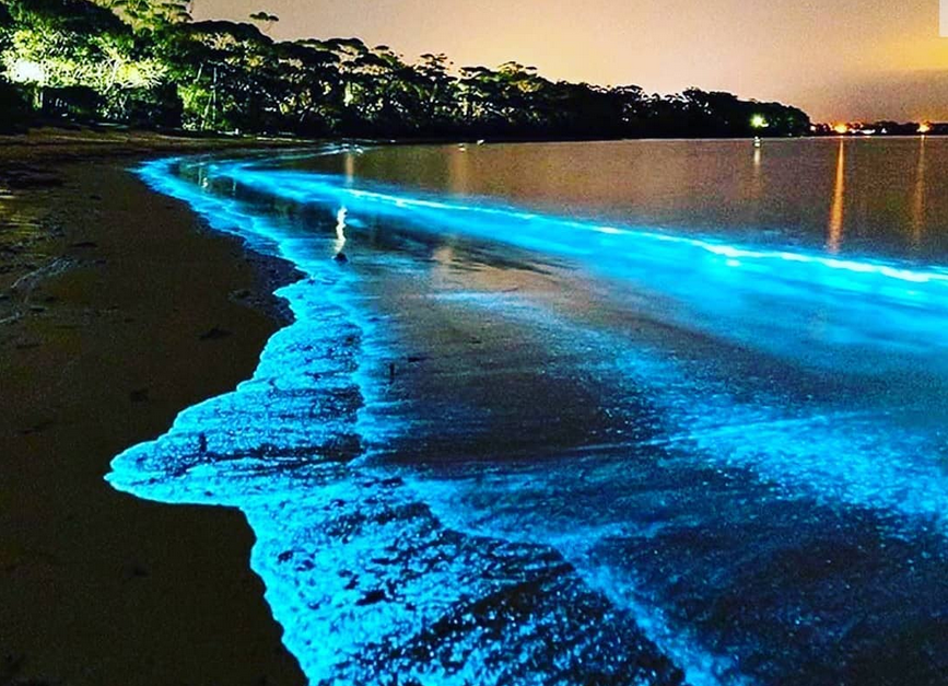 Biolumineszenz