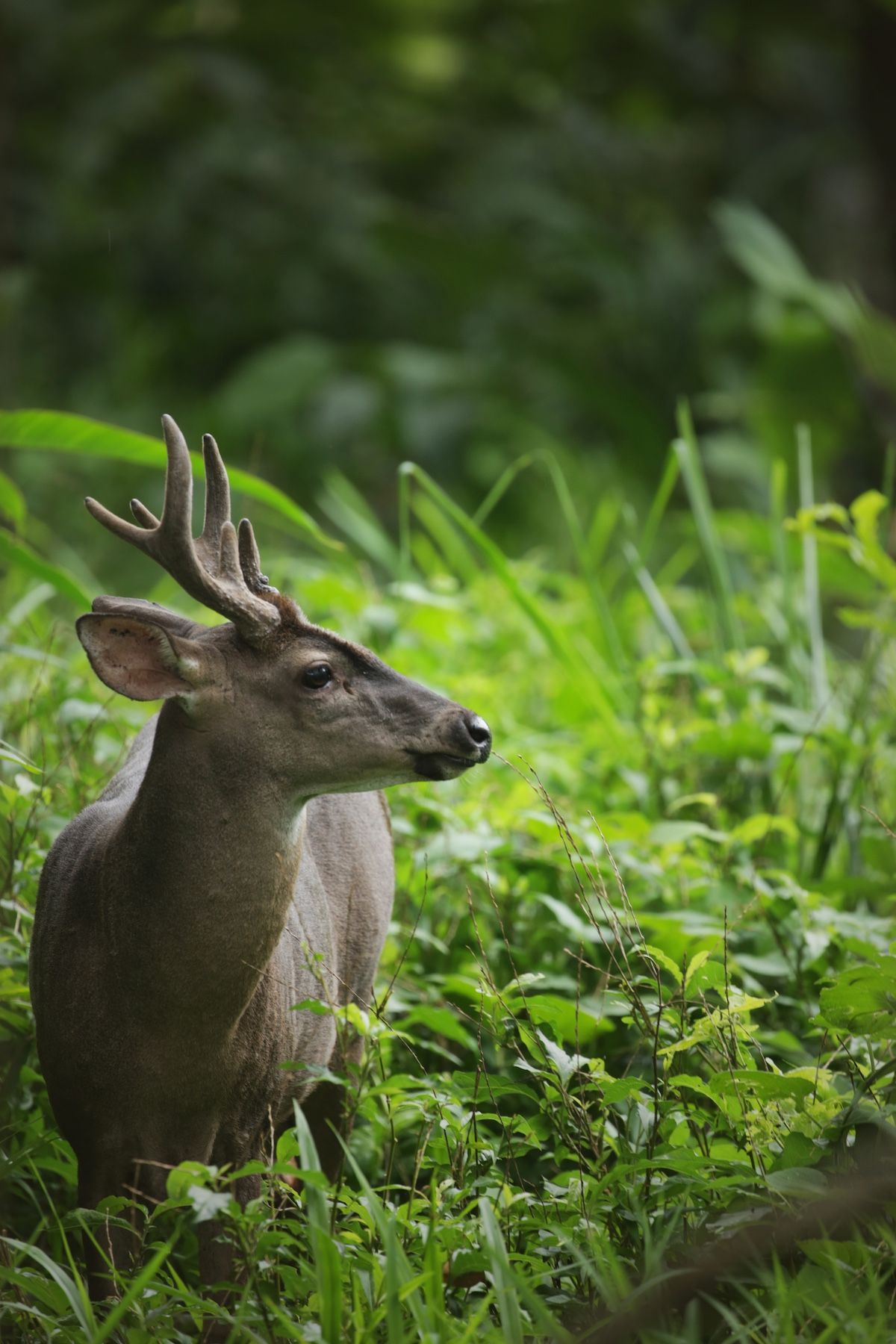 Curú Wildlife